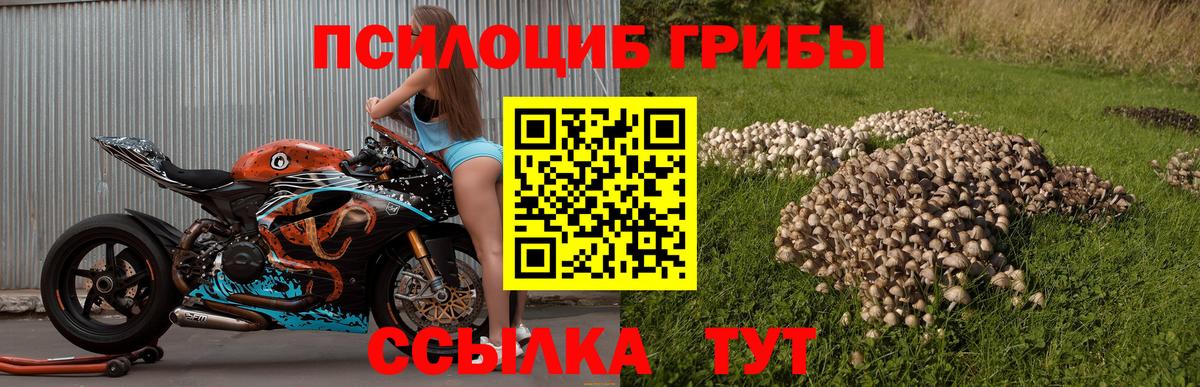 Псилоцибиновые грибы Cubensis Родники